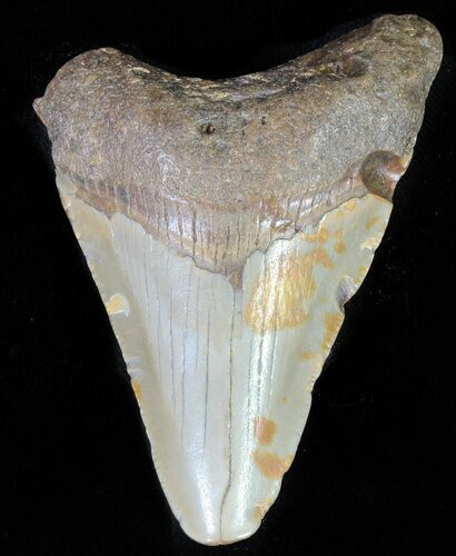 Bargain, Juvenile Megalodon Tooth - North Carolina #62110